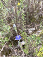 Thelymitra pallidifructus