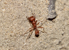 Pogonomyrmex comanche