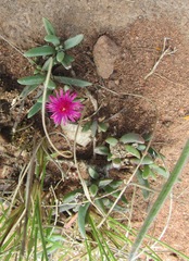 Delosperma saturatum