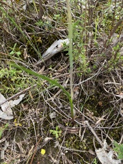 Thelymitra pallidifructus