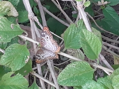 Anartia jatrophae