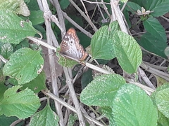 Anartia jatrophae