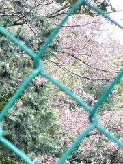 Platypus quercivorus