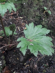 Gunnera tinctoria