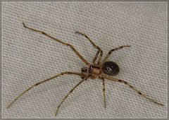 Theridion zantholabio