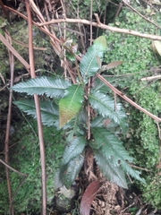 Caldcluvia paniculata