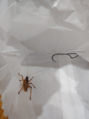 Agraecia agraecioides