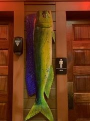 Coryphaena