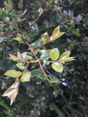 Luma apiculata