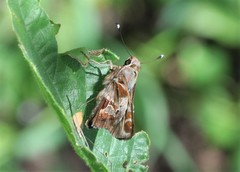 Thespieus macareus