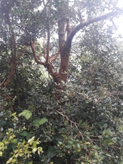 Luma apiculata