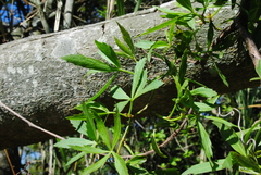 Cissus palmata