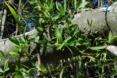 Cissus palmata