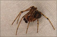 Theridion zantholabio