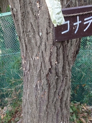 Platypus quercivorus