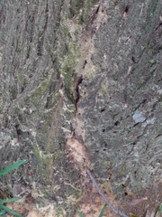 Platypus quercivorus