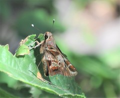 Thespieus macareus