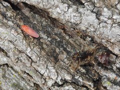 Gyponana gladia