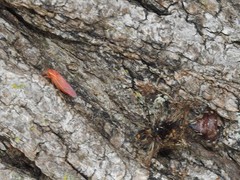 Gyponana gladia
