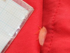 Gyponana gladia