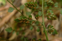 Asplenium hookerianum