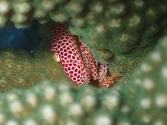 Trapezia rufopunctata