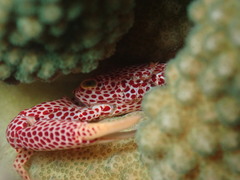 Trapezia rufopunctata