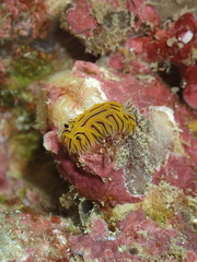 Halgerda willeyi
