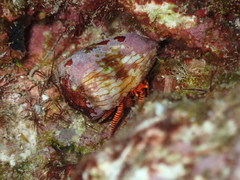 Ciliopagurus strigatus