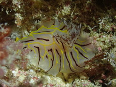 Halgerda willeyi