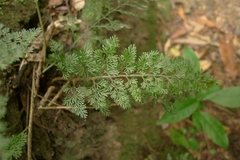 Asplenium hookerianum