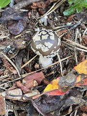 Amanita morrisii
