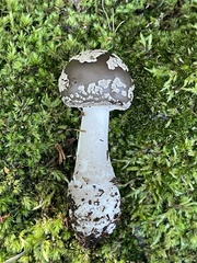 Amanita morrisii