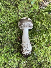 Amanita morrisii