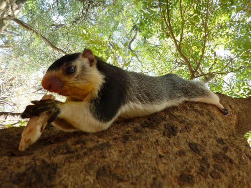 Sri Lankan Giant Squirrel