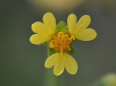 Trigonospermum annuum