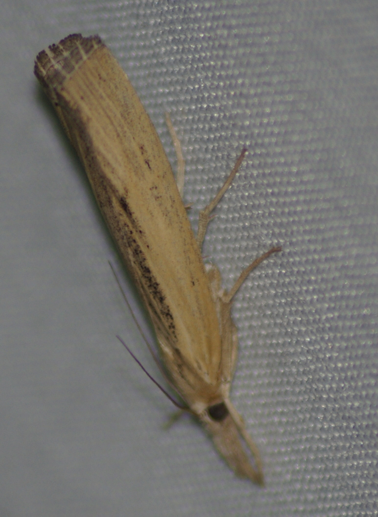 Sod Webworm Moth ( Other Insects - rare Community BioBlitz 2017 ...