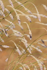 Ptilotus calostachyus