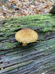 Leucopholiota