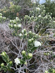 Pimelea nivea