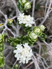 Pimelea nivea