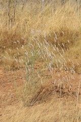 Ptilotus calostachyus