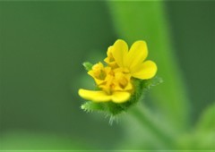 Trigonospermum annuum