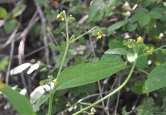 Trigonospermum annuum