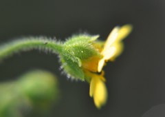 Trigonospermum annuum
