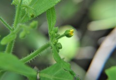 Trigonospermum annuum