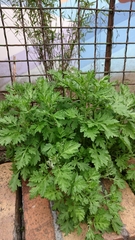 Artemisia vulgaris