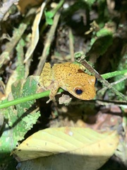 Rio Coca Robber Frog photo 5