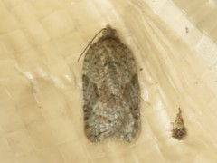 Acleris cornana