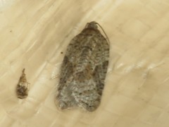 Acleris cornana